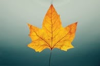 A striking close-up of a vivid autumn maple leaf against a soft gradient background.