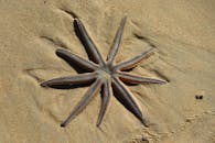 Free stock photo of beach, starfish